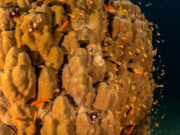  Aqaba dive site |Yellowstone Reef 