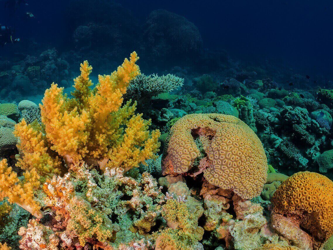  Aqaba dive site |Yellowstone Reef 