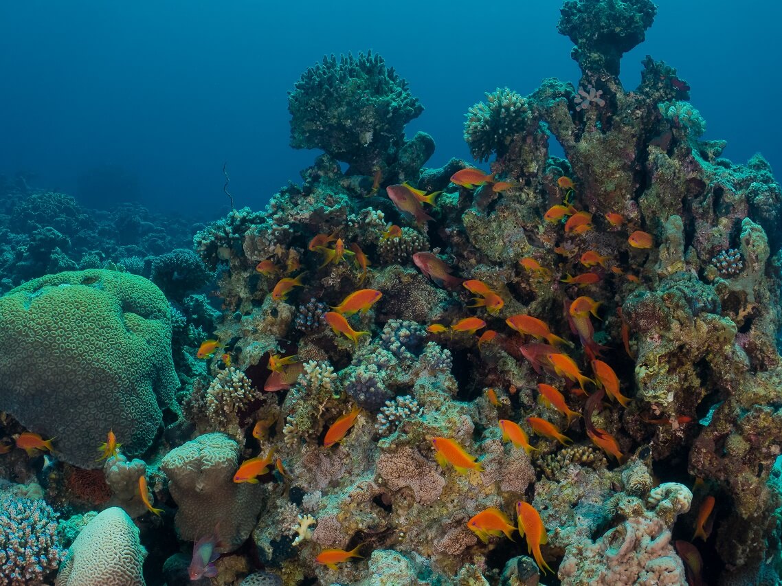  Aqaba dive site |Yellowstone Reef 
