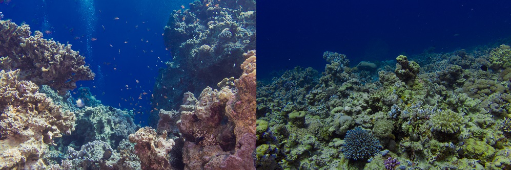 Blue Coral | Aqaba, Jordan, Red Sea