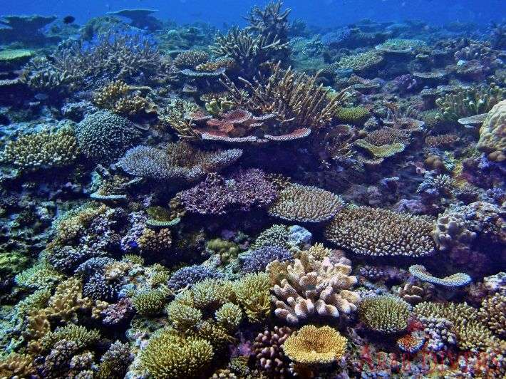 Blue Coral | Aqaba, Jordan, Red Sea