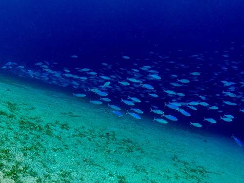 Moon Valley Dive Site in Aqaba, Jordan