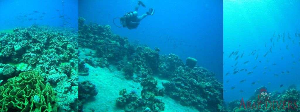  Paradise Dive site | Aqaba, Jordan