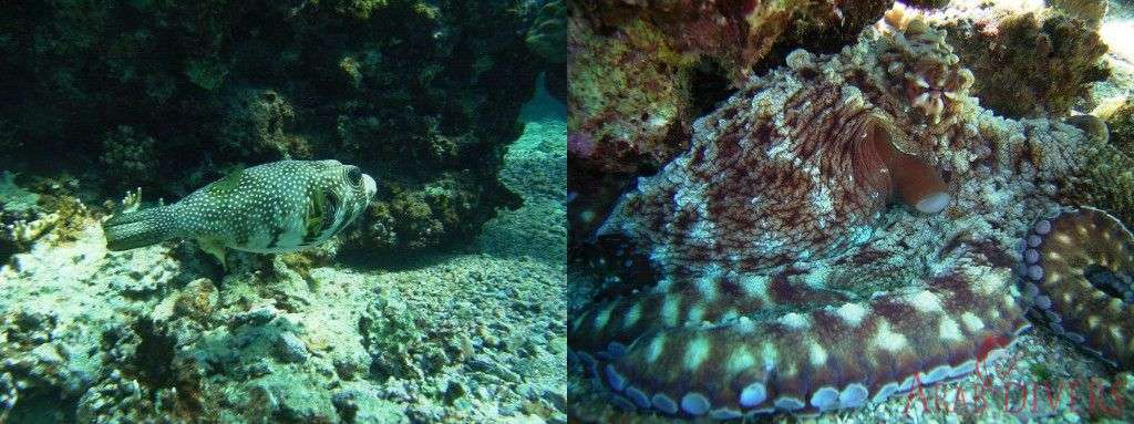 Paradise Dive site | Aqaba, Jordan