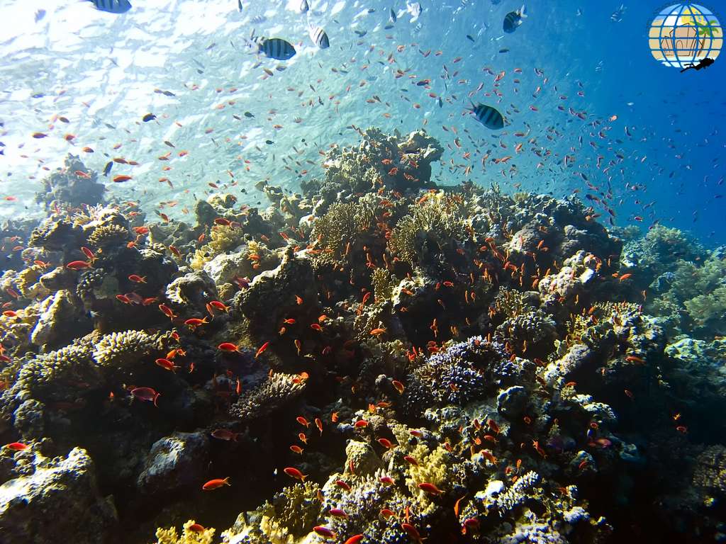 ...to an open water reef in Aqaba’s Red Sea...
