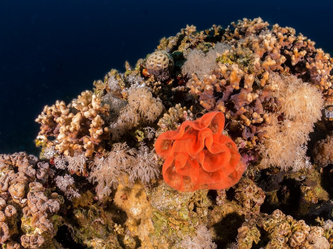 الغوص في البحر الاحمر